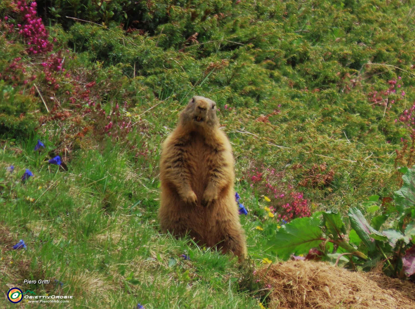 Spettacolo di marmotte 
